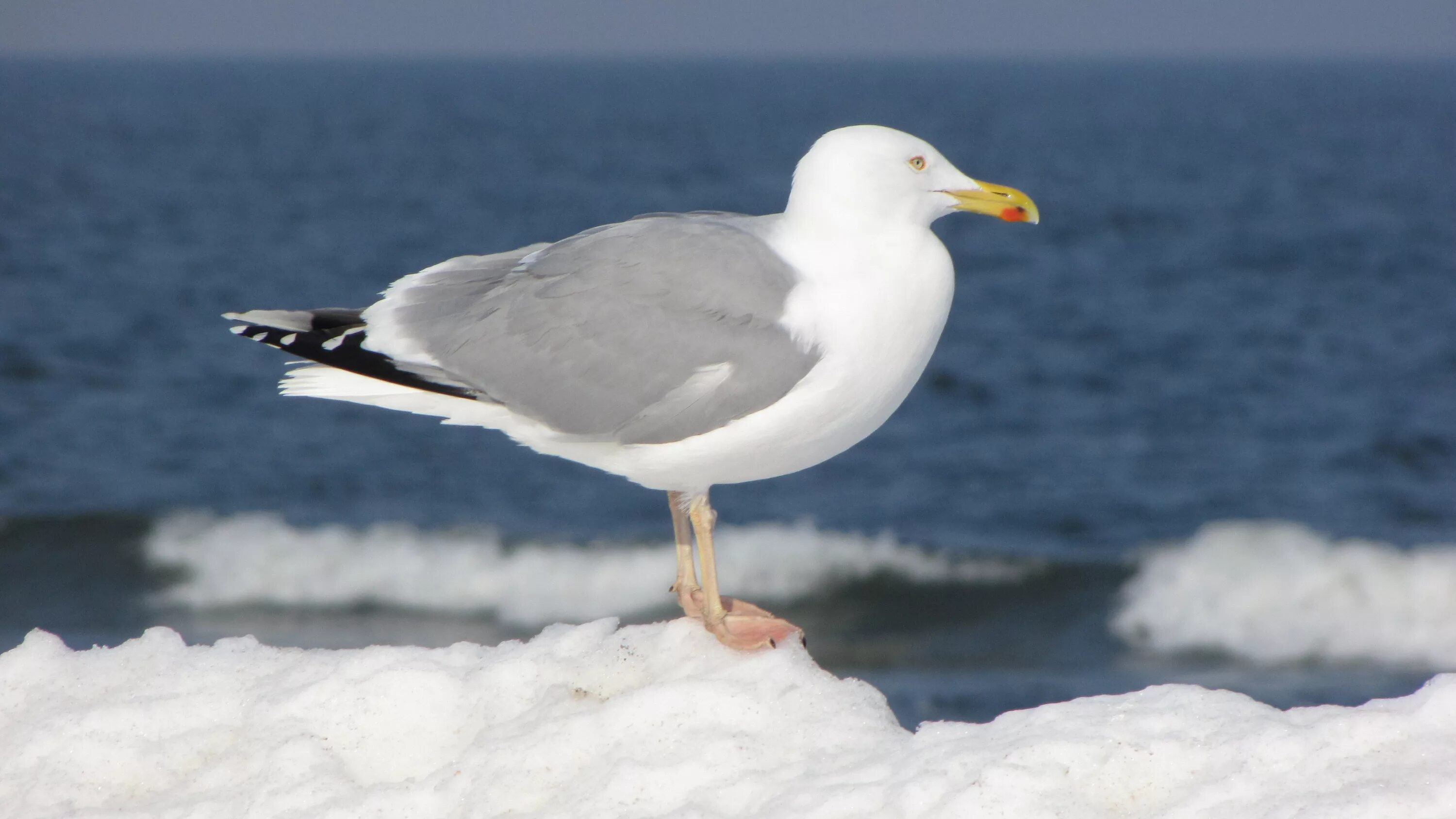 Птицы северного полюса фото Free Images : beach, coast, water, nature, winter, bird, wing, sky, wave, animal