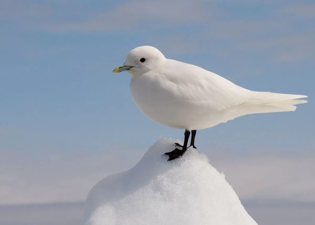 Птицы северного полюса фото Файл:Ivory Gull Portrait.jpg - Википедия