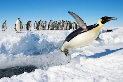 Птицы северного полюса фото Fasting Emperor Penguins Know the Importance of Snacks in Brisk Weather