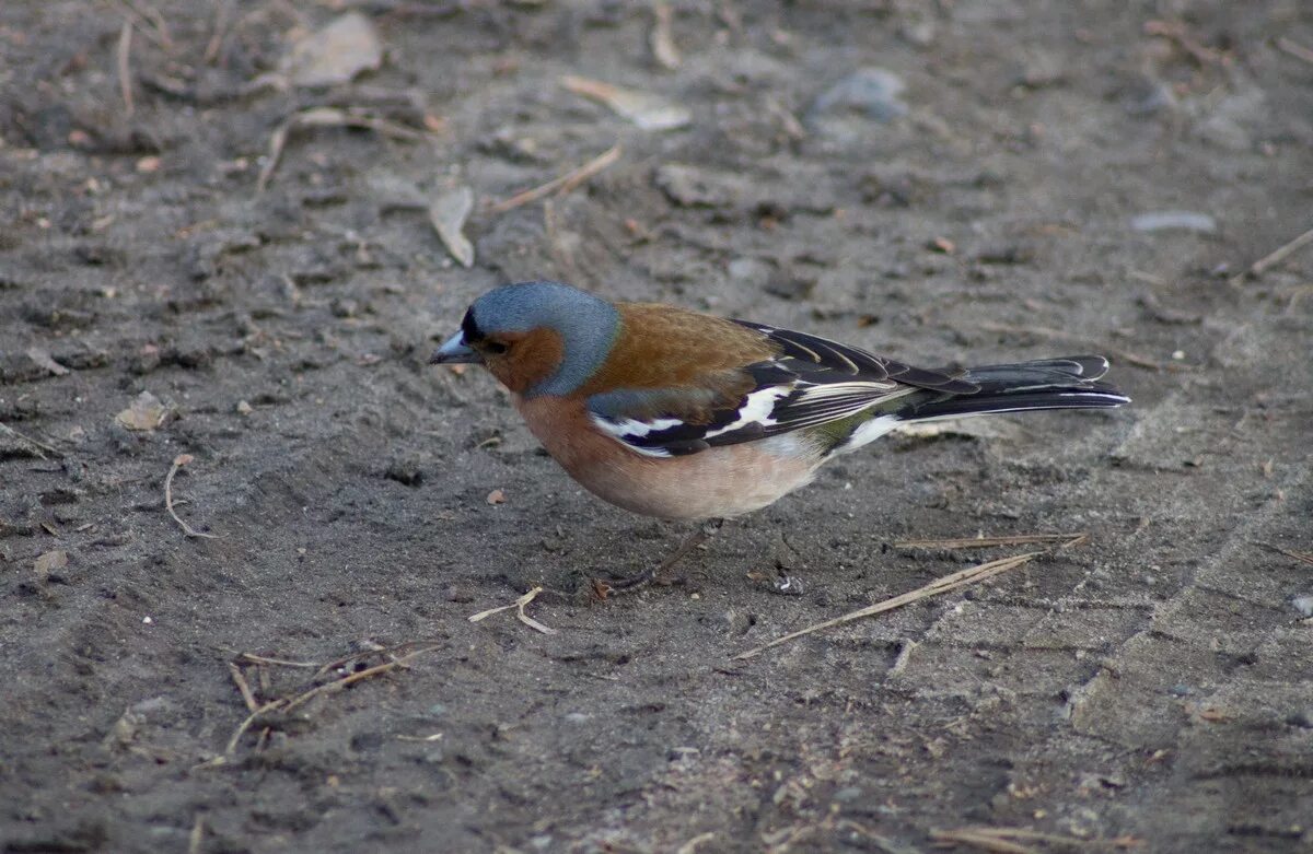 Птицы северо запада фото с названиями Common Chaffinch (Fringilla coelebs). Birds of Siberia.