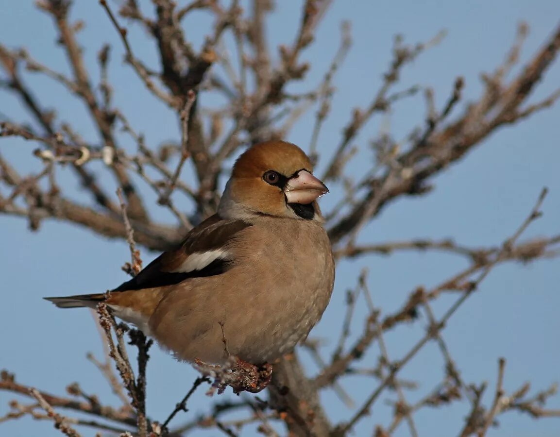 Птицы северо запада фото с названиями Hawfinch (Coccothraustes coccothraustes). Birds of Siberia.