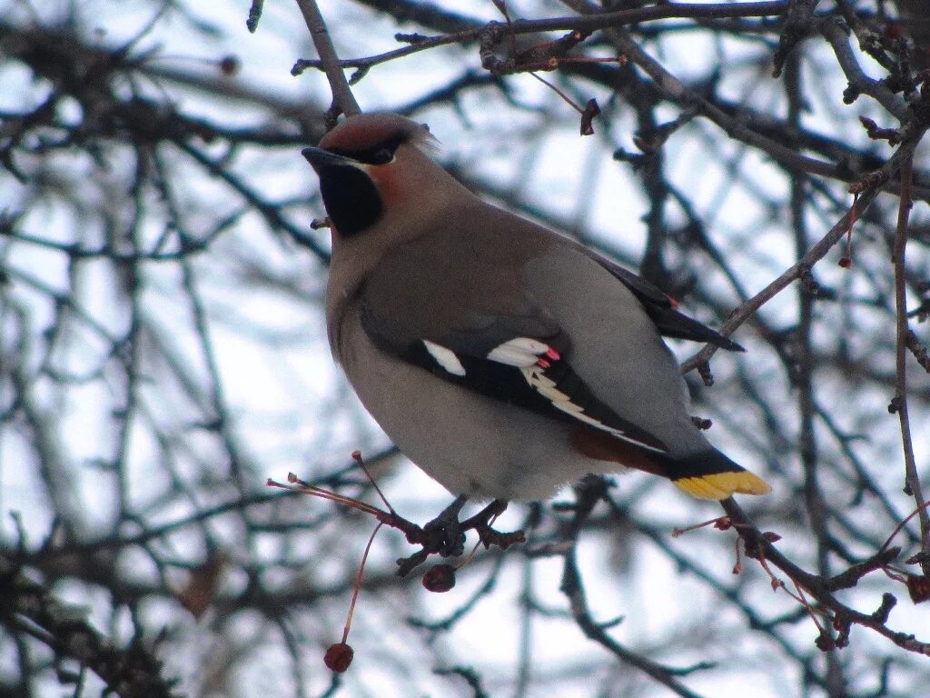 Птицы северо запада фото с названиями Bohemian Waxwing (Bombycilla garrulus). Birds of Siberia.