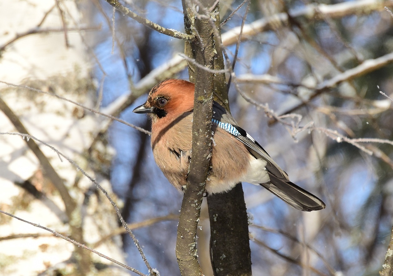 Птицы северо запада россии фото Сойка (Garrulus glandarius). Птицы Сибири.