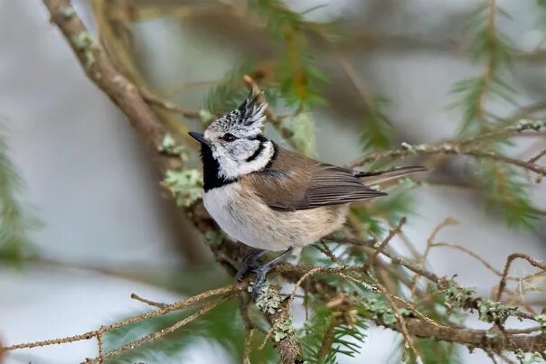 Птицы северо запада россии фото Crested tit, or grenadier Karelia. February 2022. 2023 Природа и животные Карели