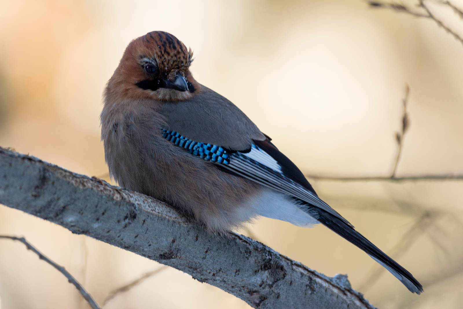 Птицы северо запада россии фото Eurasian Jay (Garrulus glandarius). Birds of Siberia.