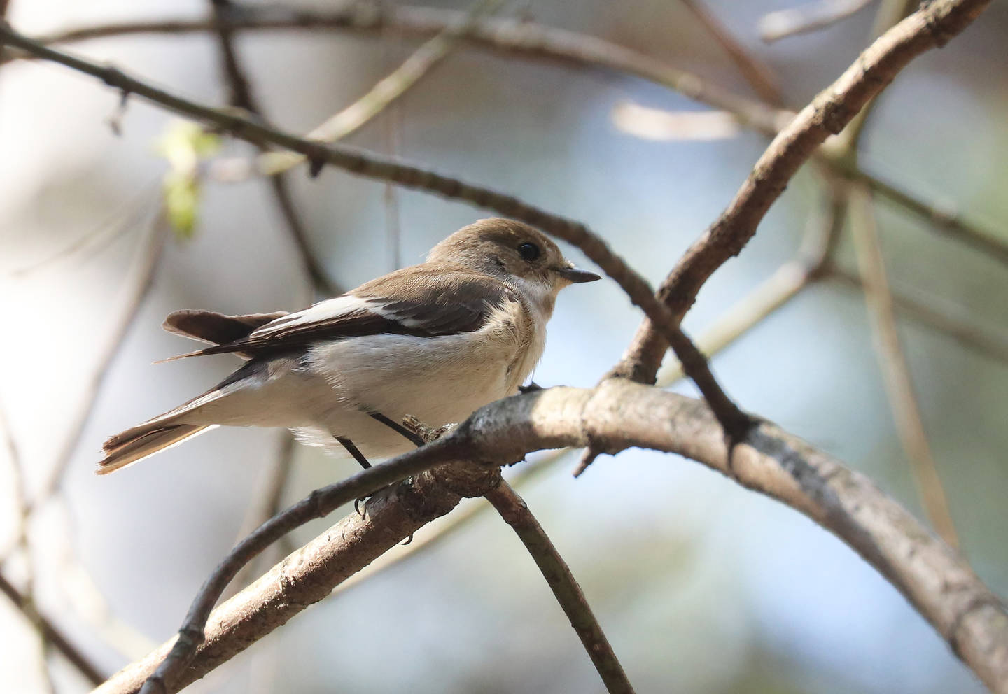 Птицы северо западной зоны фото и названия Pied Flycatcher (Ficedula hypoleuca). Birds of Siberia.