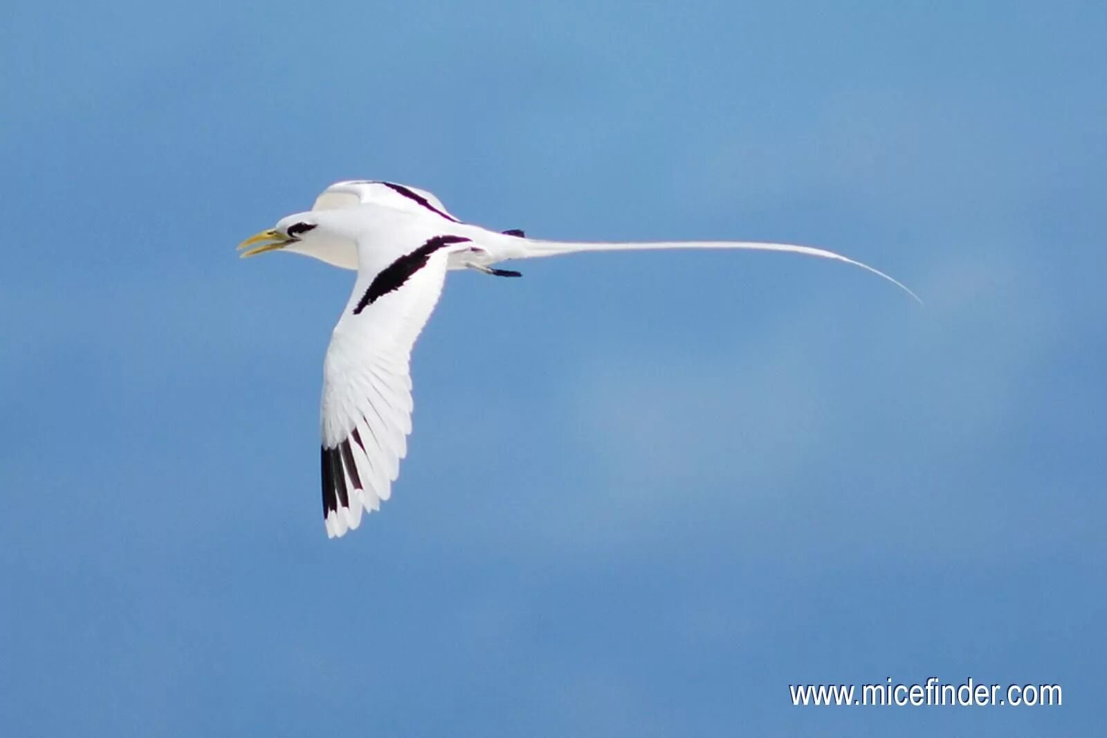 Птицы сейшельских островов фото и названия Pin on oiseaux