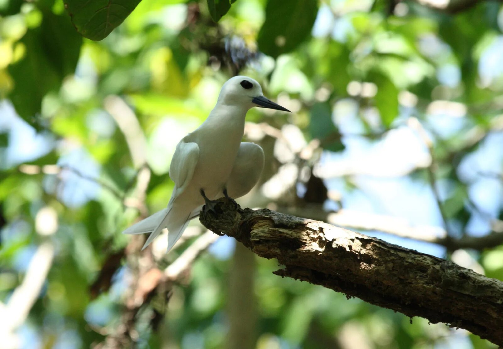 Птицы сейшельских островов фото и названия File:Ile Aride - Oiseau (29).JPG - Wikimedia Commons