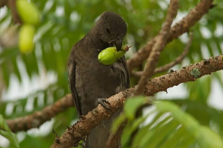 Птицы сейшельских островов фото и названия 2024 (Victoria) Nature trail - Glacis Noire (Praslin)