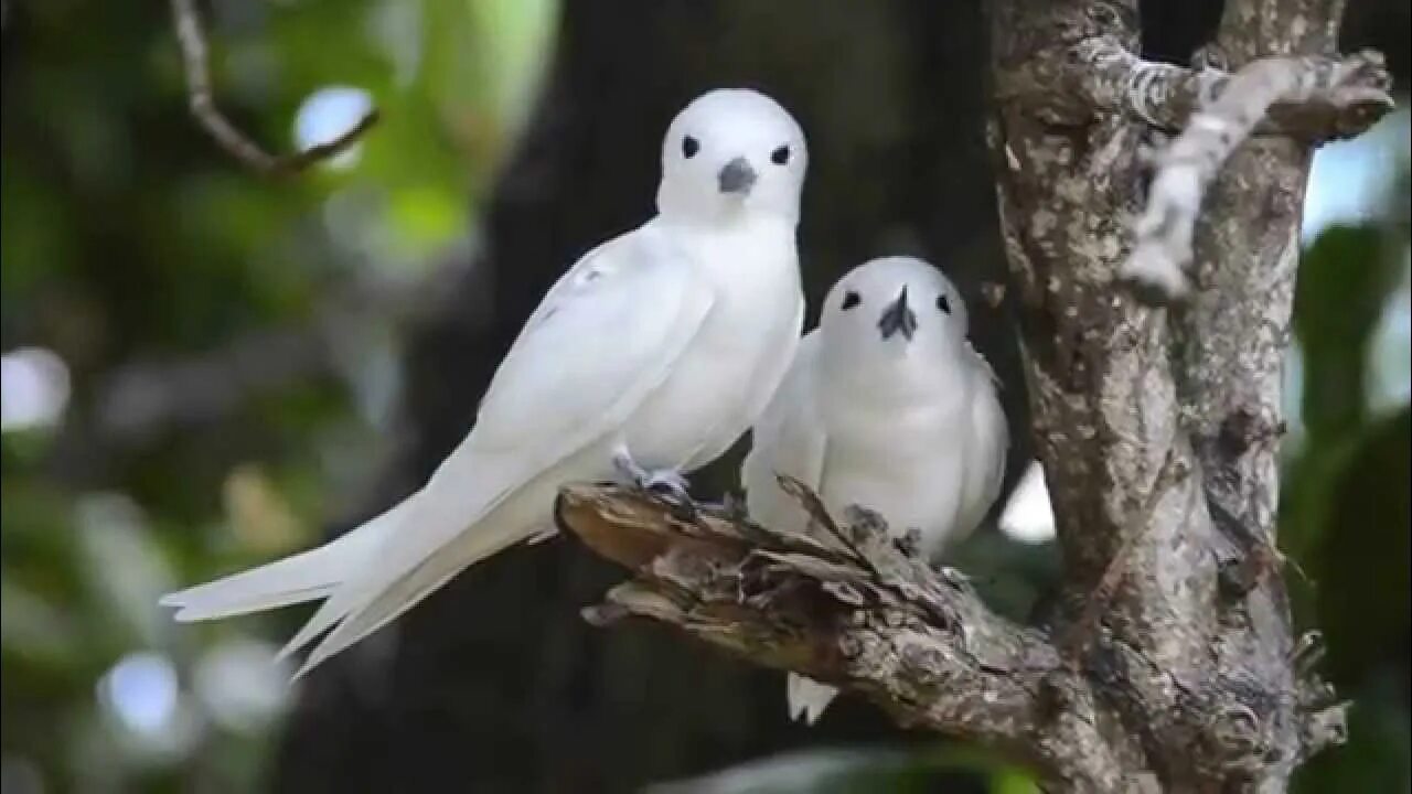 Птицы сейшельских островов фото и названия Bird Island, Seychelles - YouTube