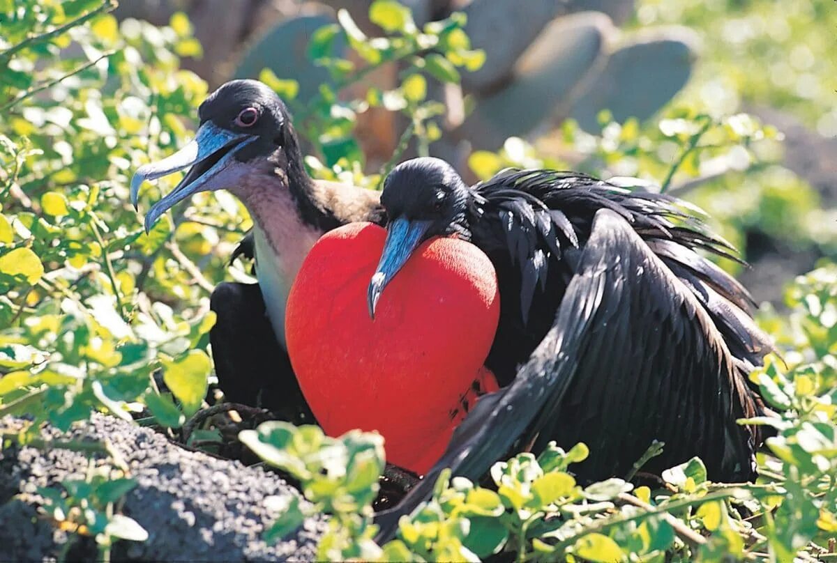 Птицы сейшельских островов фото и названия Isabela II Galápagos Cruise - Detour