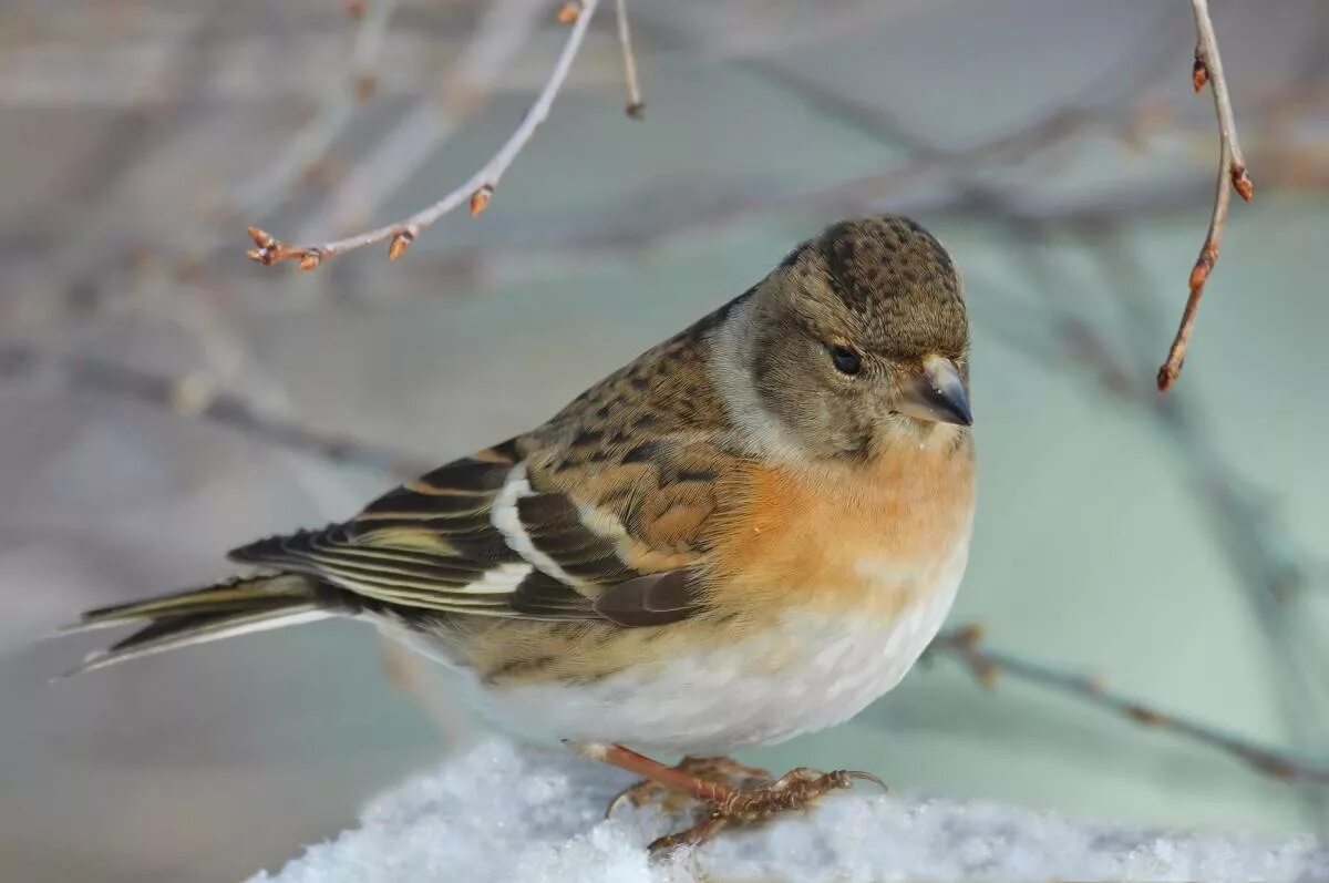 Птицы сибири фото Brambling (Fringilla montifringilla). Birds of Siberia.