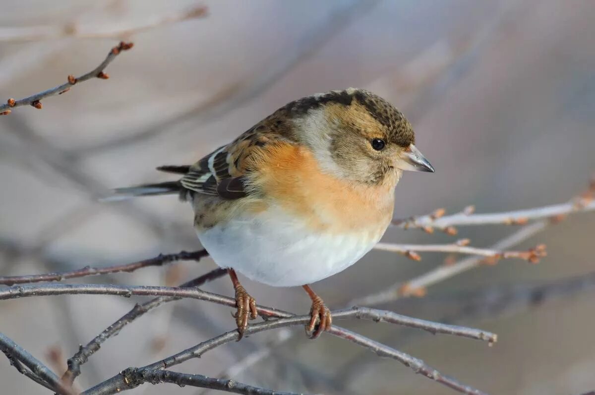 Птицы сибири фото Brambling (Fringilla montifringilla). Birds of Siberia.