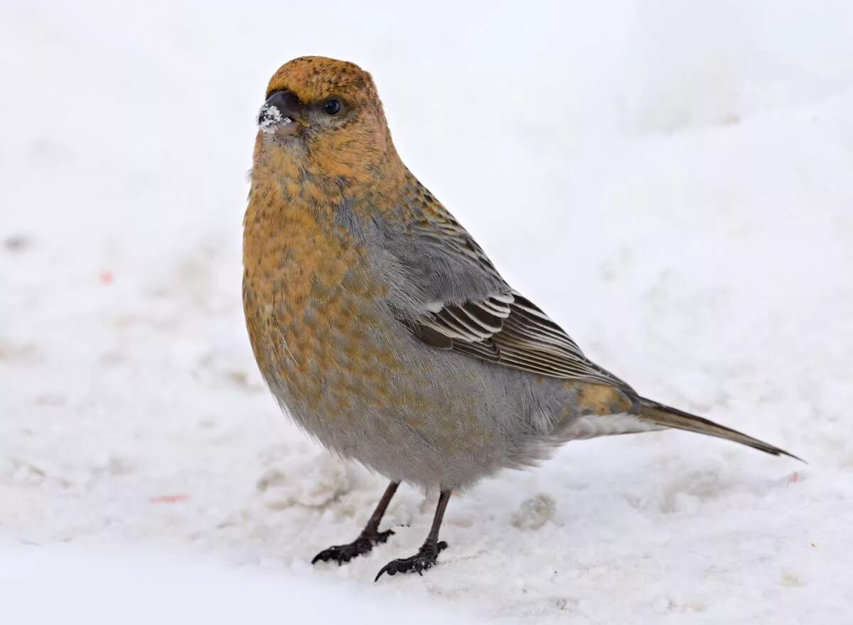 Птицы сибири фото Pine Grosbeak (Pinicola enucleator). Birds of Siberia.