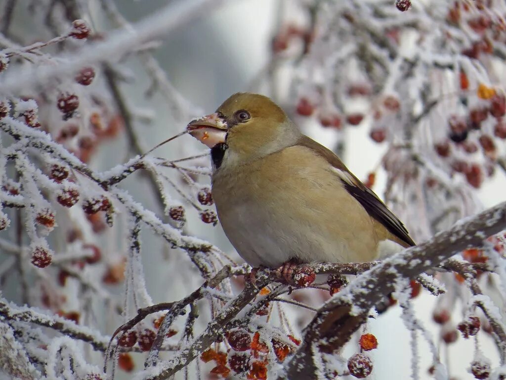 Птицы сибири фото Дубонос (Coccothraustes coccothraustes). Птицы Сибири.