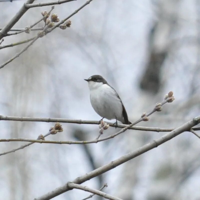 Bohemian Waxwing (Bombycilla garrulus). Birds of Siberia.