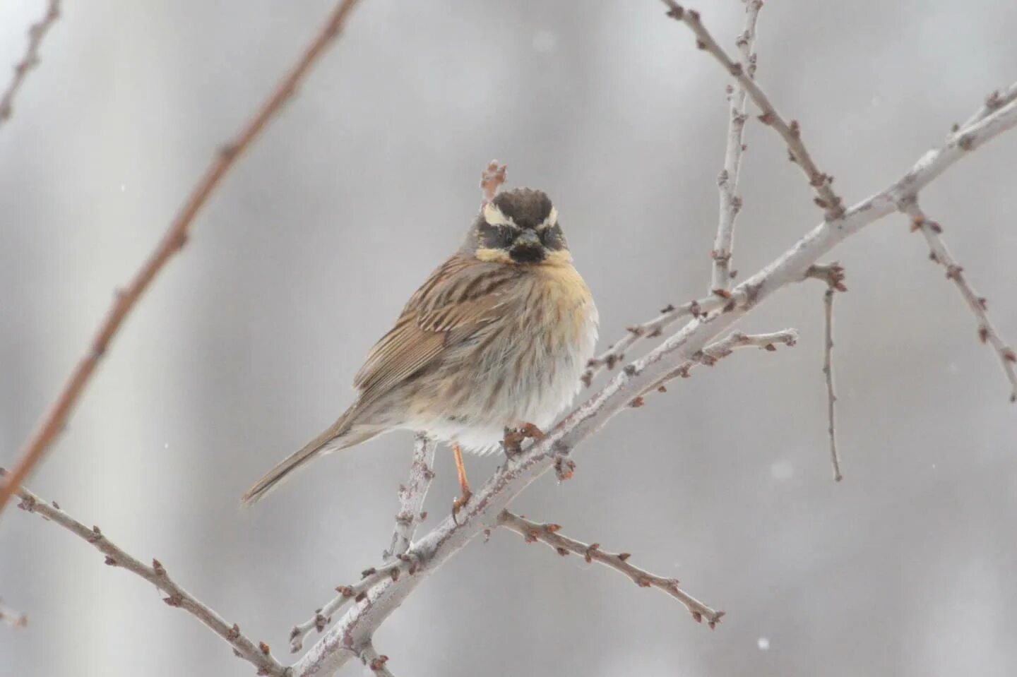 Птицы сибири фото Черногорлая завирушка (Prunella atrogularis). Птицы Сибири.