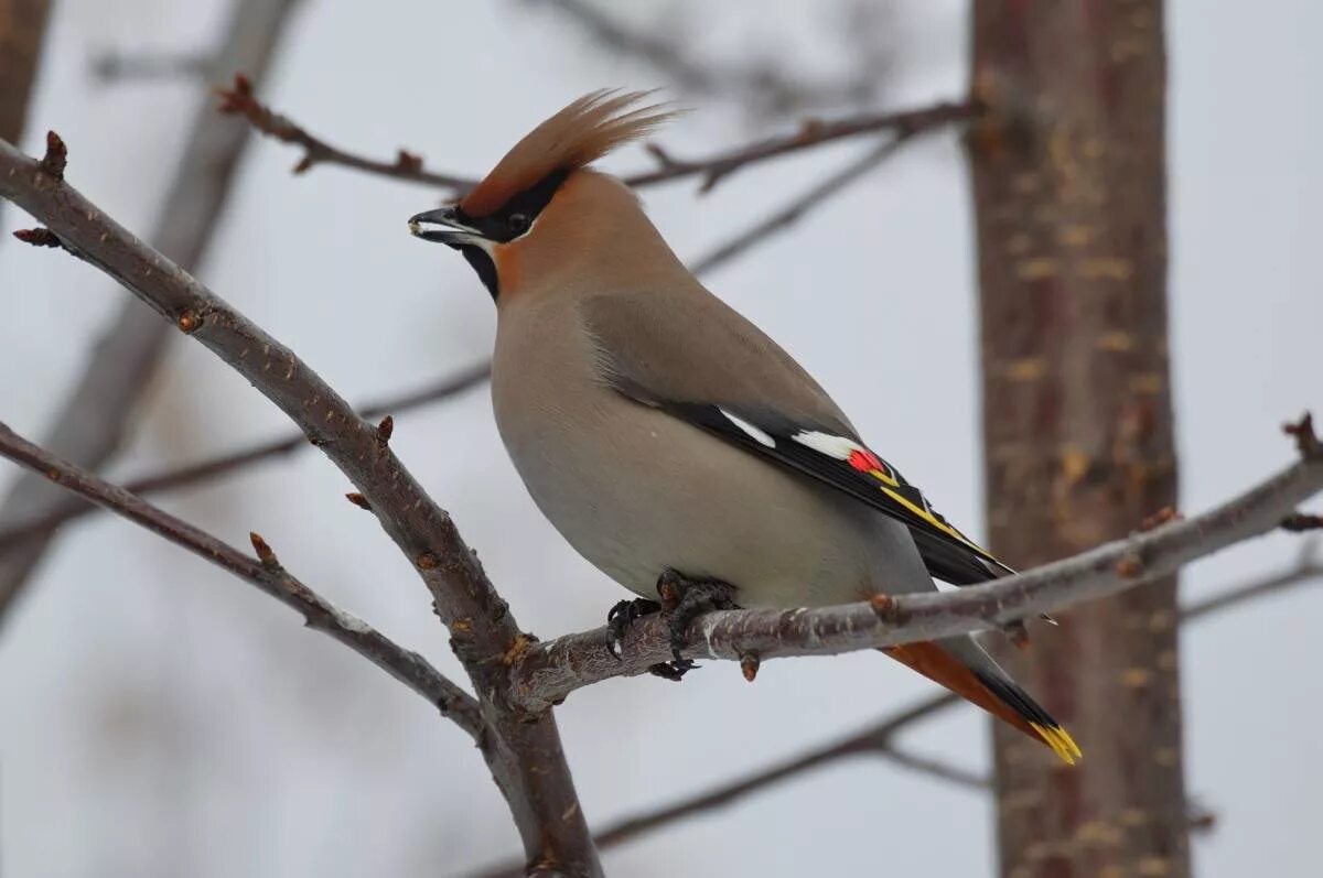 Птицы сибири фото Bohemian Waxwing (Bombycilla garrulus). Birds of Siberia.