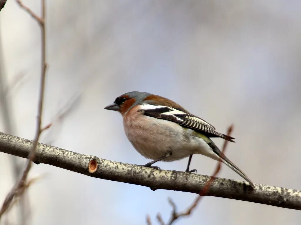 Птицы сибири фото Common Chaffinch (Fringilla coelebs). Birds of Siberia.