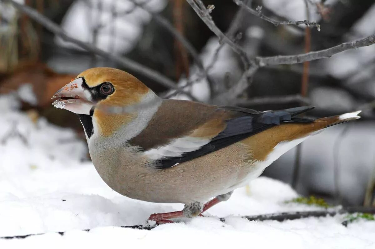 Птицы сибири фото с названиями Hawfinch (Coccothraustes coccothraustes). Birds of Siberia.