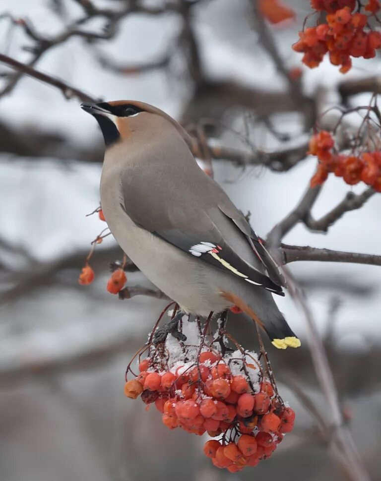 Птицы сибири фото с названиями Bohemian Waxwing (Bombycilla garrulus). Birds of Siberia.