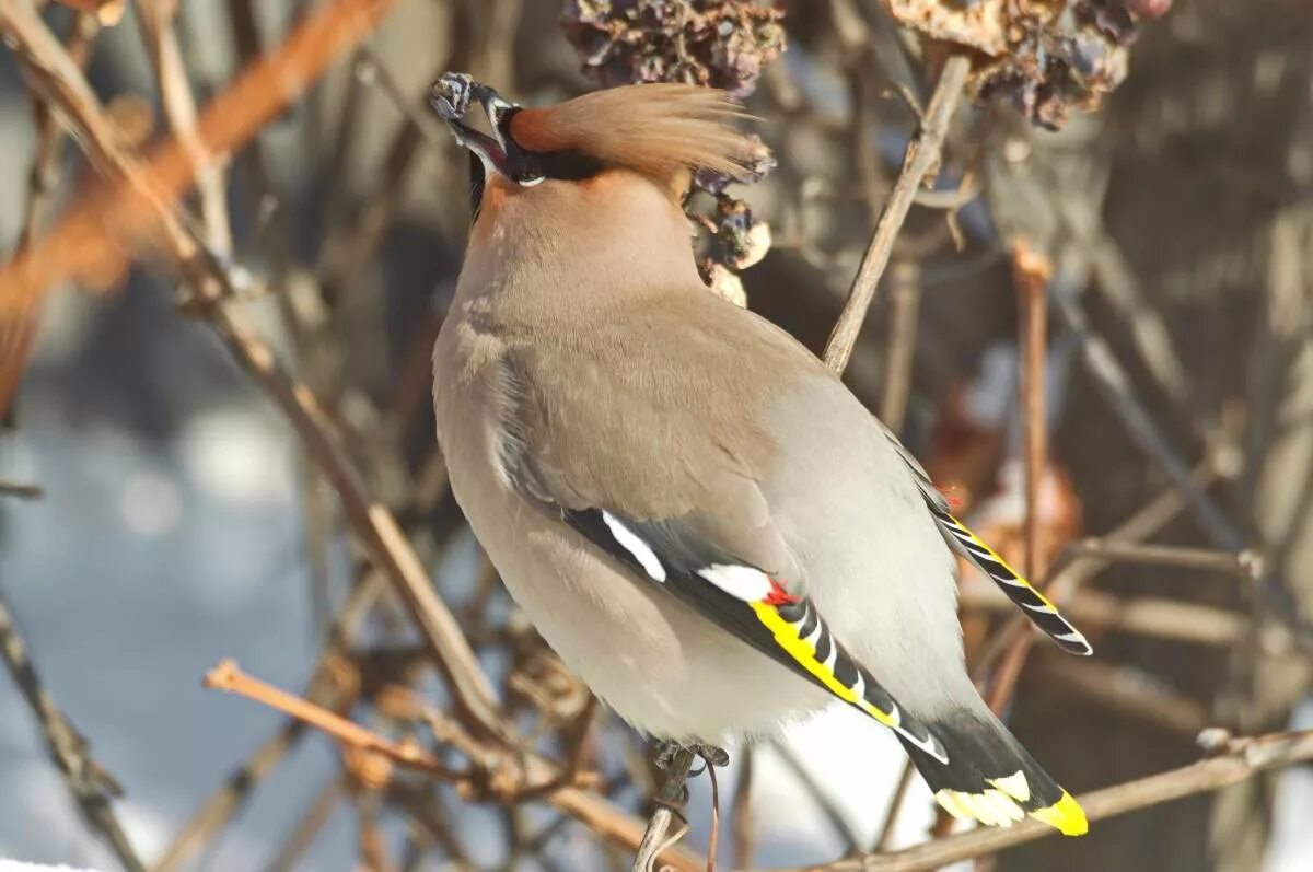 Птицы сибири фото с названиями Bohemian Waxwing (Bombycilla garrulus). Birds of Siberia.