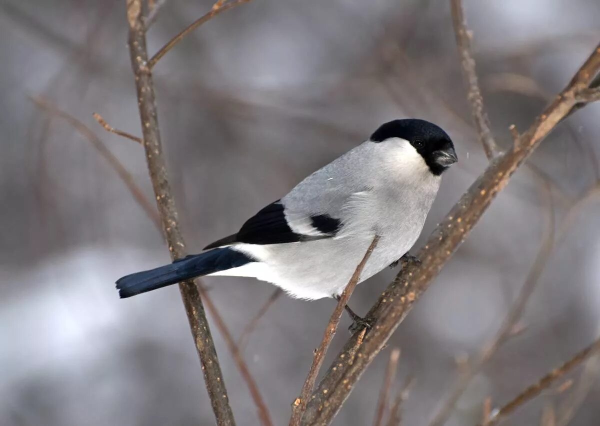 Птицы сибири фото с названиями Baikal Bullfinch (Pyrrhula cineracea). Birds of Siberia.