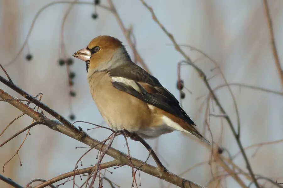 Птицы сибири фото с названиями и описанием Дубонос (Coccothraustes coccothraustes). Птицы Сибири.