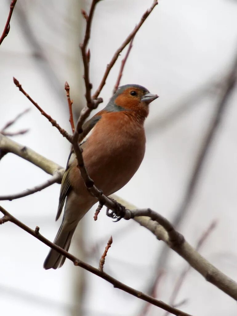 Птицы сибири фото с названиями и описанием Common Chaffinch (Fringilla coelebs). Birds of Siberia.