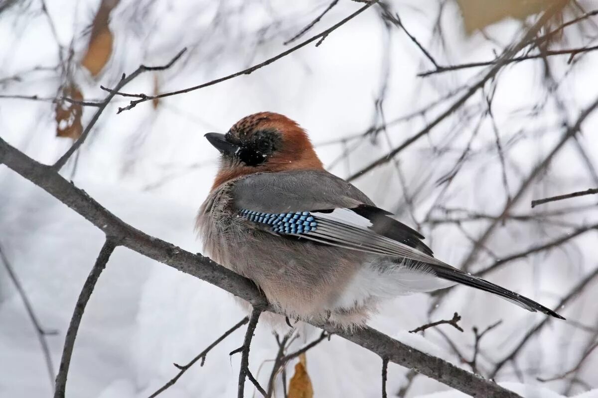 Птицы сибири фото с названиями зимой Eurasian Jay (Garrulus glandarius). Birds of Siberia.