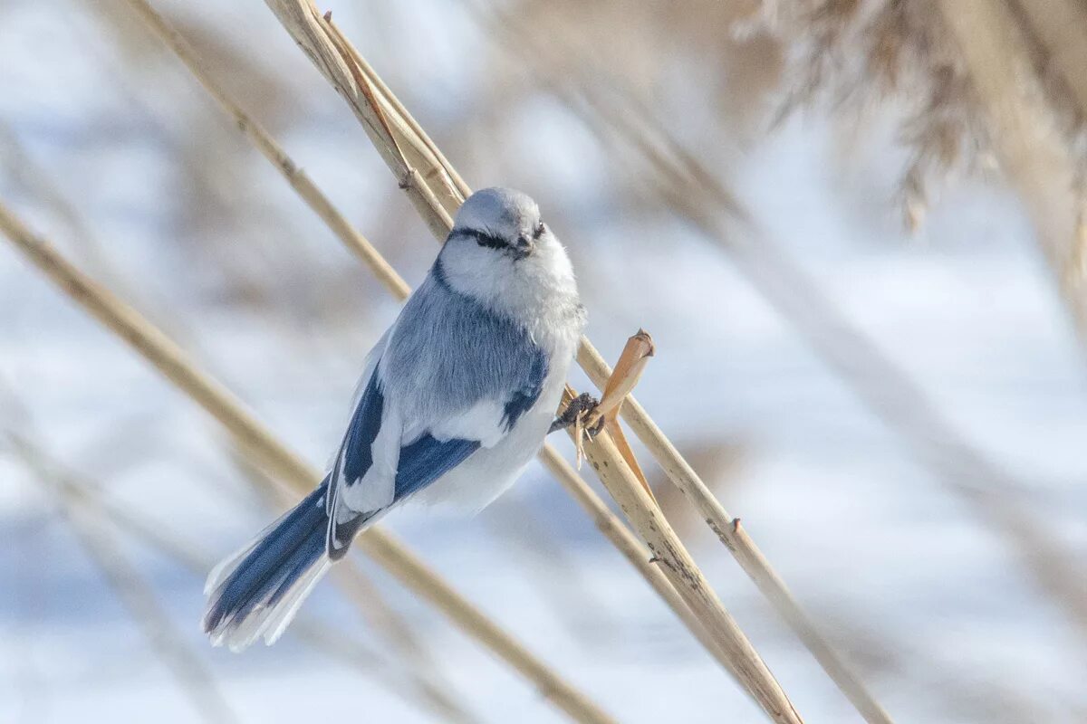 Птицы сибири фото с названиями зимой Белая лазоревка (Parus cyanus). Птицы Сибири.