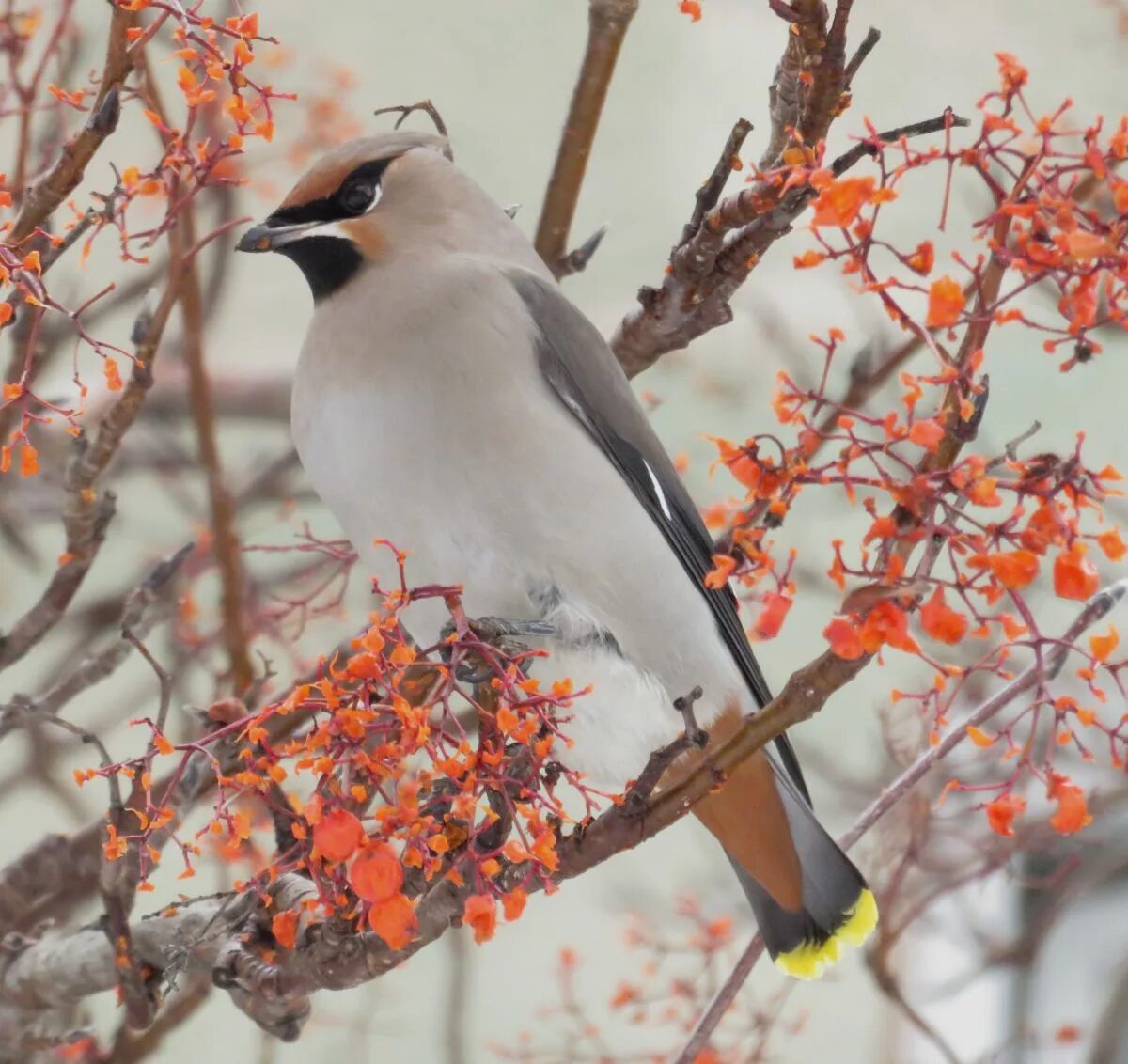 Птицы сибири фото с названиями зимой Свиристель (Bombycilla garrulus). Птицы Сибири.