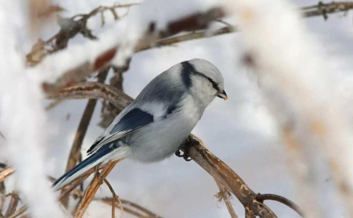 Птицы сибири фото с названиями зимой Белая лазоревка (Parus cyanus). Птицы Сибири.