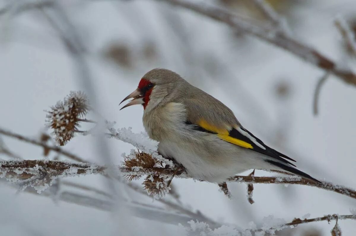 Птицы сибири фото с названиями зимой Grey-headed Goldfinch (Carduelis caniceps). Birds of Siberia.