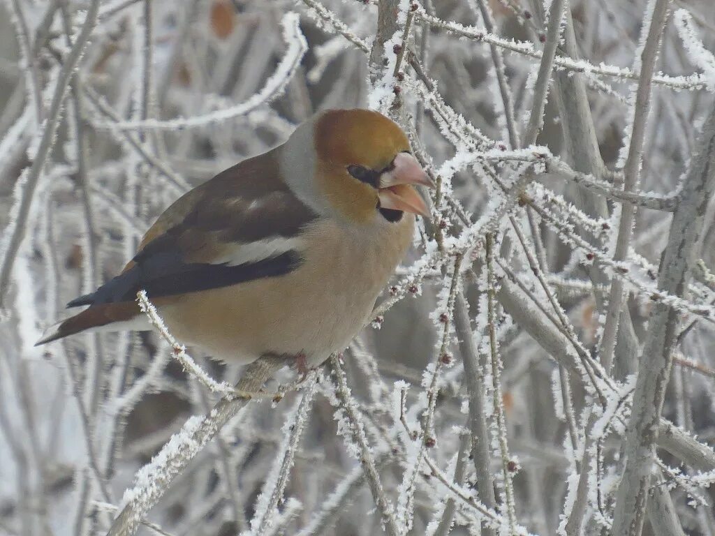 Птицы сибири зимой фото Дубонос (Coccothraustes coccothraustes). Птицы Сибири.