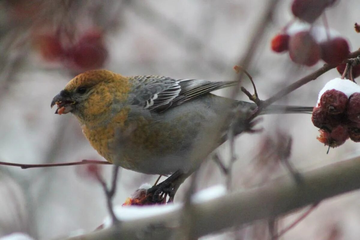 Птицы сибири зимой фото Pine Grosbeak (Pinicola enucleator). Birds of Siberia.