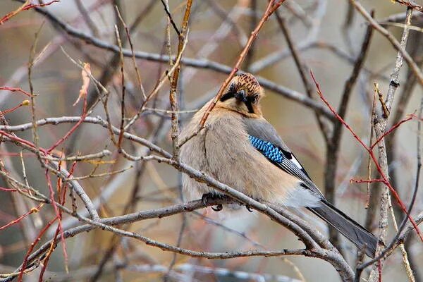 Птицы сибири зимой фото Eurasian Jay (Garrulus glandarius). Birds of Siberia.