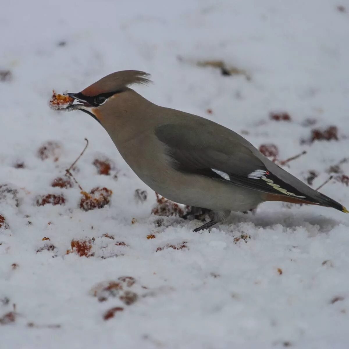 Hawfinch (Coccothraustes coccothraustes). Birds of Siberia.