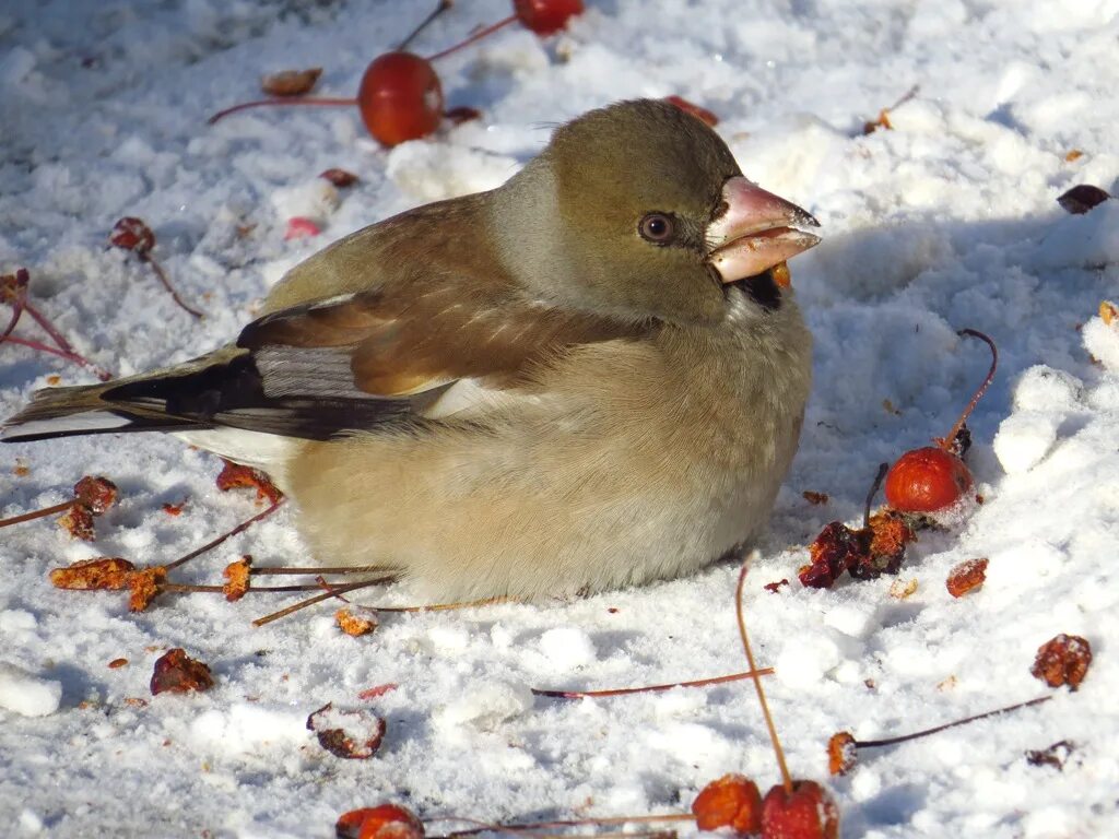 Птицы сибири зимой фото Hawfinch (Coccothraustes coccothraustes). Birds of Siberia.