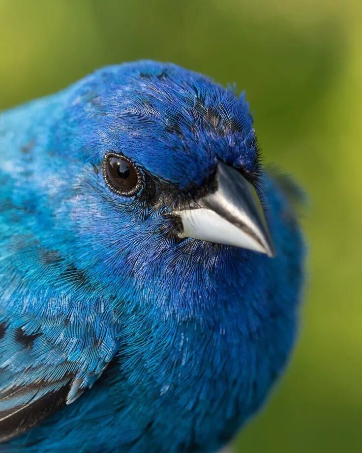 Птицы синего цвета фото The Indigo Bunting is a common Connecticut bird and can be found breeding at two