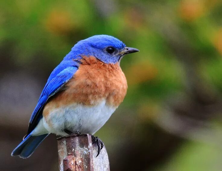 Птицы синего цвета фото Bluebird My Birding Photos Blue bird, Beautiful birds, Birds