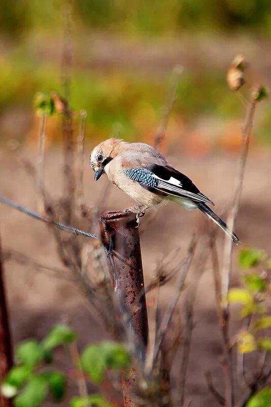 Bohemian Waxwing (Bombycilla garrulus). Birds of Siberia.