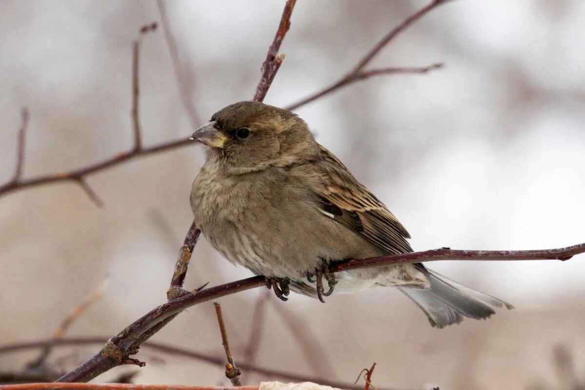 Птицы смоленской области фото с названиями House Sparrow (Passer domesticus). Birds of Siberia.