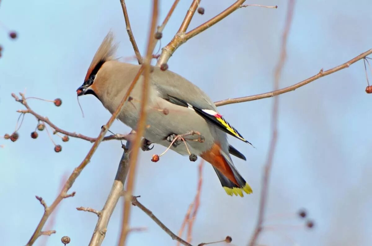 Птицы смоленской области фото с названиями Bohemian Waxwing (Bombycilla garrulus). Birds of Siberia.