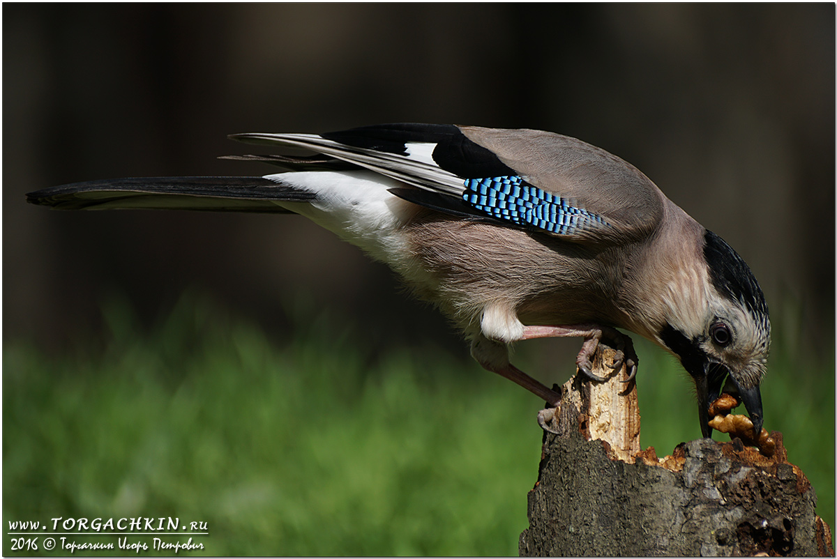 Птицы сочи фото ФотоБлог Торгачкин Игорь Петрович © Igor Torgachkin: Сойка и орех / Eurasian Jay