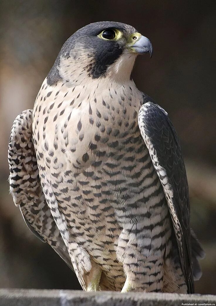 Птицы соколиные фото названия сапсан пикирующий - Пошук Google Pet birds, Peregrine falcon, Raptors bird