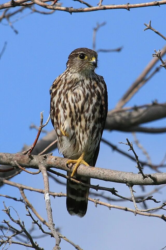 Птицы соколиные фото названия File:Falco columbarius PP.jpg - Wikipedia