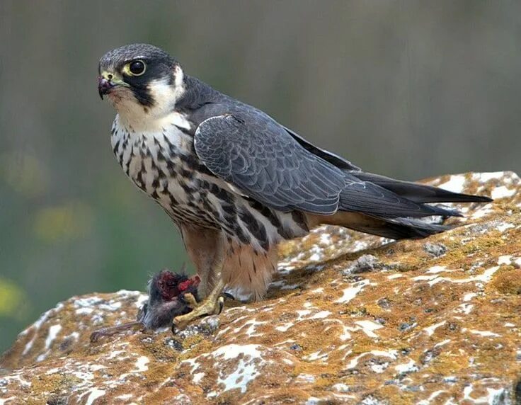 Птицы соколиные фото названия Alcotán europeo (Falco subbuteo) Aves rapaces, Aves, África