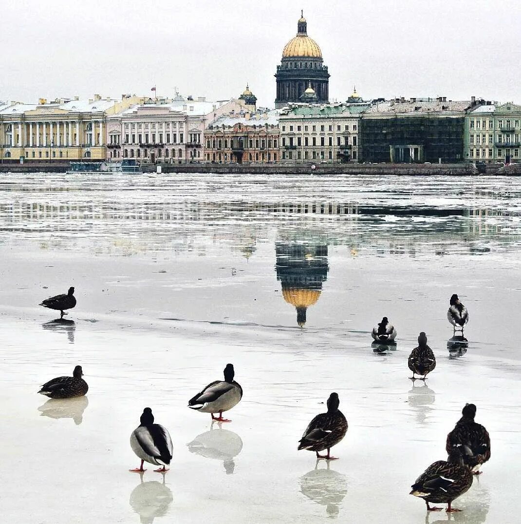 Птицы спб фото Питер онлайн (@SpbPiter) Twitter St petersburg, Petersburg, Travel