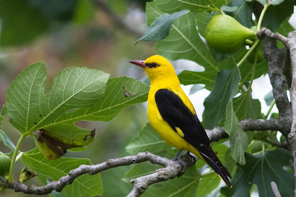 Птицы среда обитания фото Eurasian golden oriole - Simple English Wikipedia, the free encyclopedia